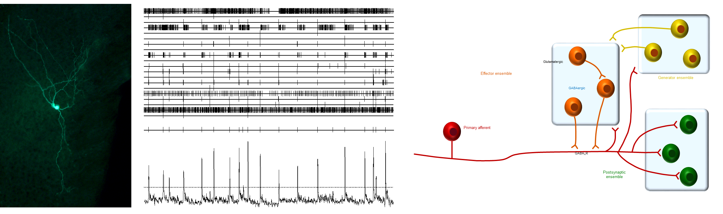 Left: Superficial dorsal horn neuron (biocytin labelling). Center: Simultaneous recording of dorsal horn and primary afferent neurons. Left: schematic diagram of spinal circuits related to primary afferents